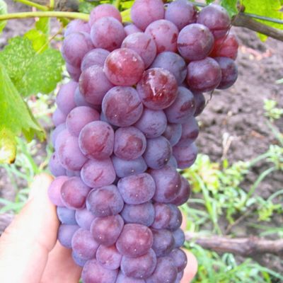 Виноград Мускат Вира Виноград Мускат Вира - Dolina-Sad.Ru