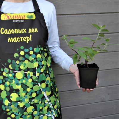 Гортензия метельчатая Даймонд Руж / Рендиа фото