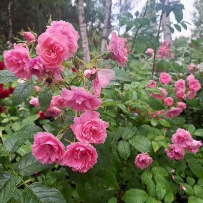 Роза Пинк Грютандорт - Dolina-Sad.Ru