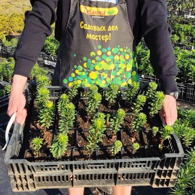 Лилия Лоллипоп Лилия Лоллипоп фото