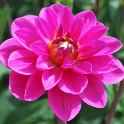 Георгина Онеста Георгина Онеста - Dolina-Sad.Ru