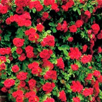 Роза Файя Лобби Роза Файя Лобби - Dolina-Sad.Ru