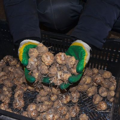 Калла Блэк Стар Калла Блэк Стар фото