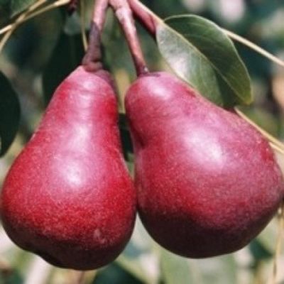 Груша Старкримсон Груша Старкримсон - Dolina-Sad.Ru