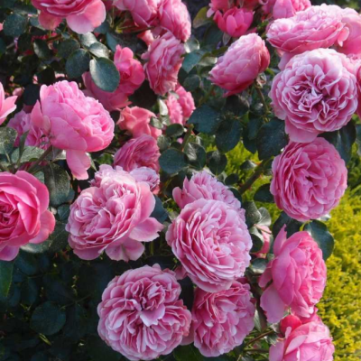 Роза Леонардо фото