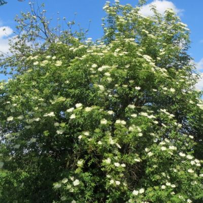 Бузина чёрная, С3 Бузина чёрная, С3 - Dolina-Sad.Ru