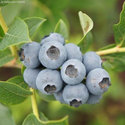 Голубика Река (Высокорослая) Голубика Река (Высокорослая) фото