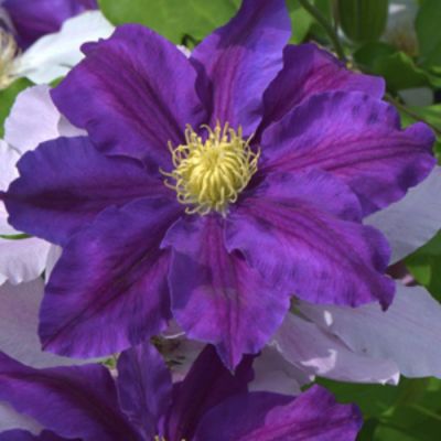 Клематис Лавендер Бьюти Клематис Лавендер Бьюти - Dolina-Sad.Ru