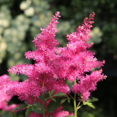 Астильба Арендса Анита Пфейфер , C2 Астильба Арендса Анита Пфейфер , C2 фото