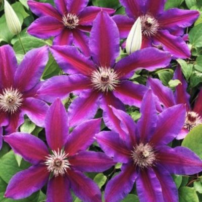 Клематис Акаиши Клематис Акаиши - Dolina-Sad.Ru