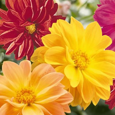 Георгина Махровая смесь окрасок Георгина Махровая смесь окрасок фото