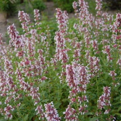 Котовник Даун ту Даск Котовник Даун ту Даск - Dolina-Sad.Ru