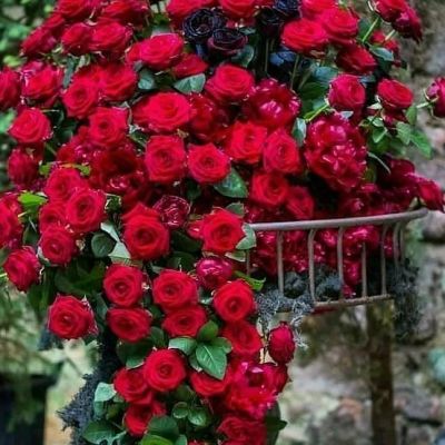 Роза Орфео Роза Орфео - Dolina-Sad.Ru