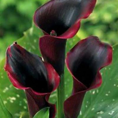 Глоксиния Кайзер Фридрих фото