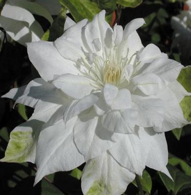 Клематис Халина Нолл Клематис Халина Нолл фото