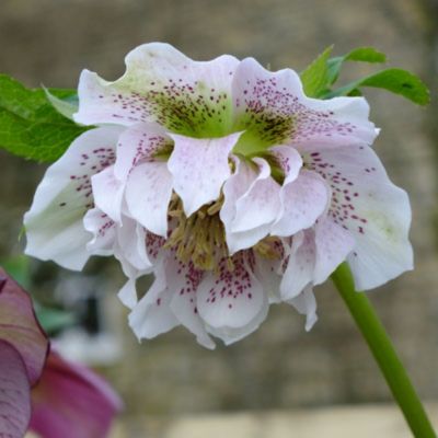 Морозник Дабл Вайт Спот - Dolina-Sad.Ru