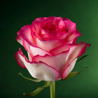 Роза Джумилия - Dolina-Sad.Ru