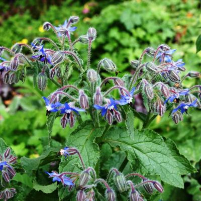 Бораго Огуречная трава Гном Бораго Огуречная трава Гном фото