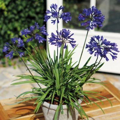 Агапантус Блю Глоб Агапантус Блю Глоб - Dolina-Sad.Ru