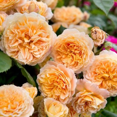 Роза Принцесс Маргарет Роза Принцесс Маргарет - Dolina-Sad.Ru