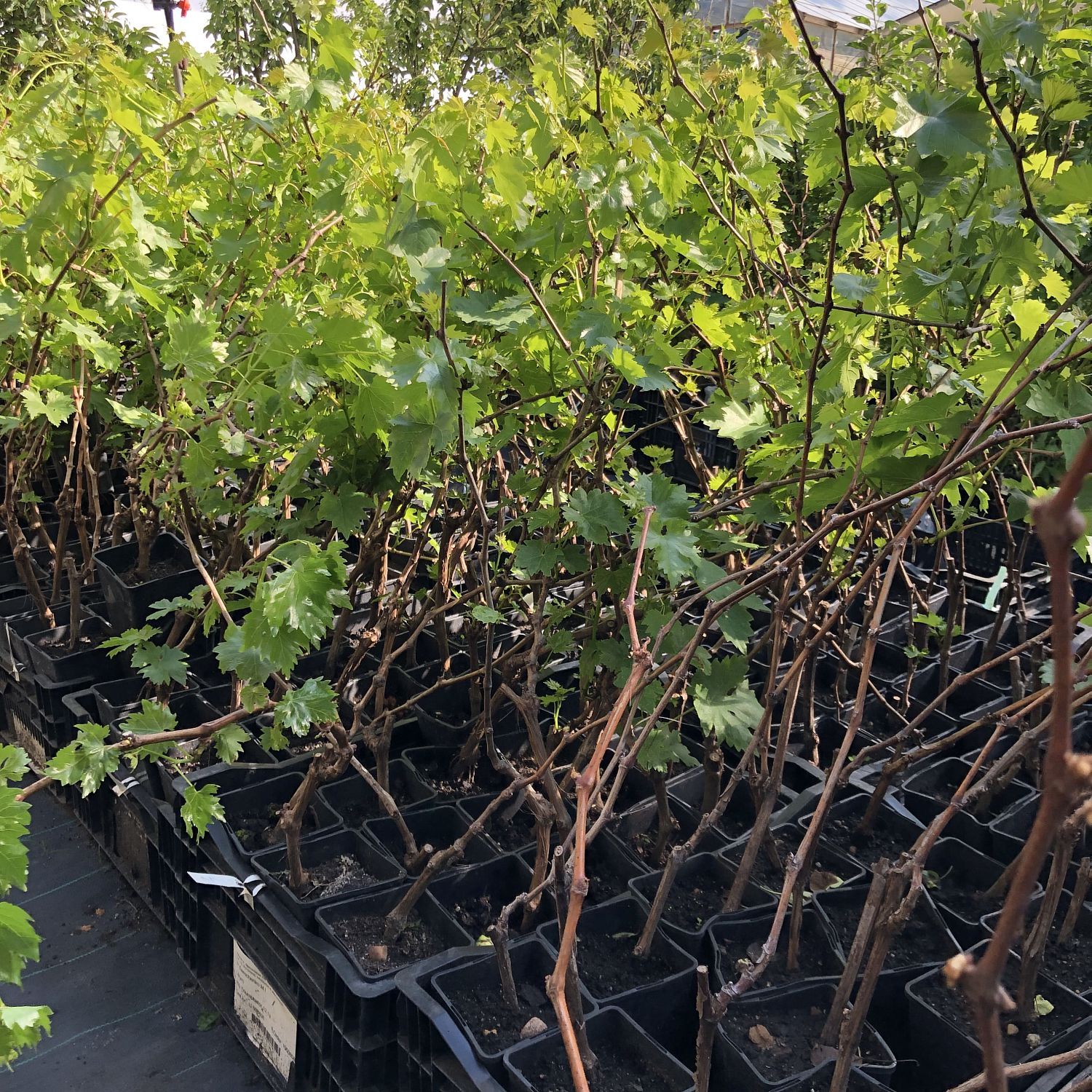 Виноград Элегант Виноград Элегант фото