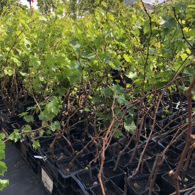 Виноград Элегант Виноград Элегант фото