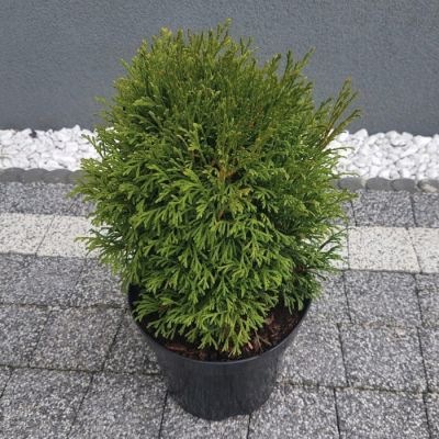 Туя западная Грин Бабл Туя западная Грин Бабл - Dolina-Sad.Ru