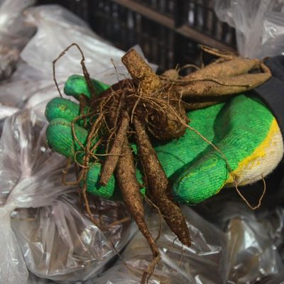 Георгина Блю бой Георгина Блю бой фото