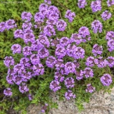 Тимьян Пурпурный ковер Тимьян Пурпурный ковер фото