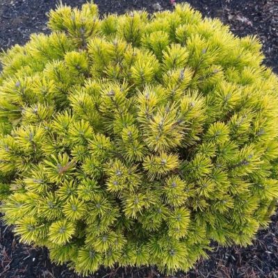 Сосна горная Карстенс Винтерголд Сосна горная Карстенс Винтерголд фото