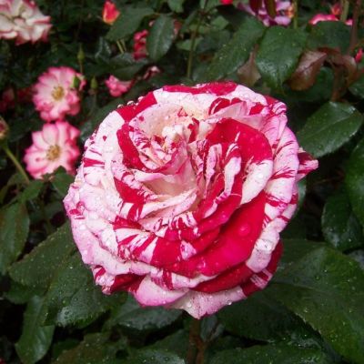 Роза Рок-н-Ролл Роза Рок-н-Ролл фото