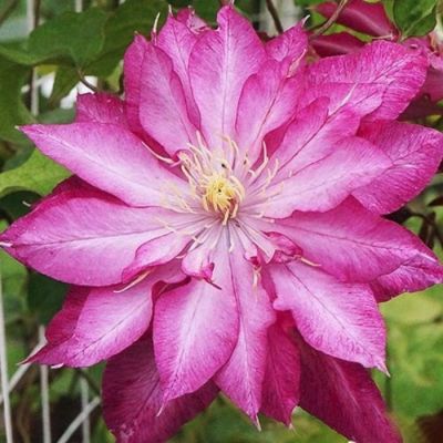 Клематис Каен Клематис Каен - Dolina-Sad.Ru