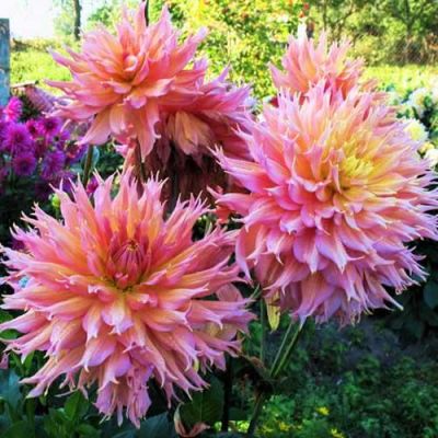 Георгина Омега (Гиганты) Георгина Омега (Гиганты) фото