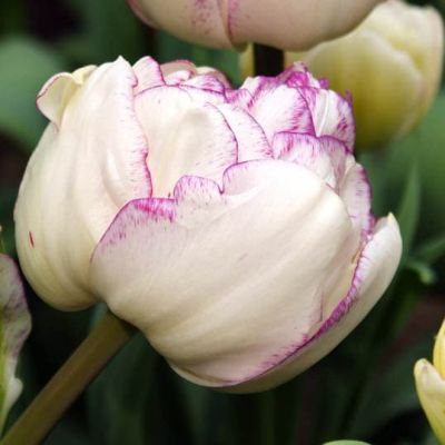 Тюльпан Нормандия Тюльпан Нормандия фото