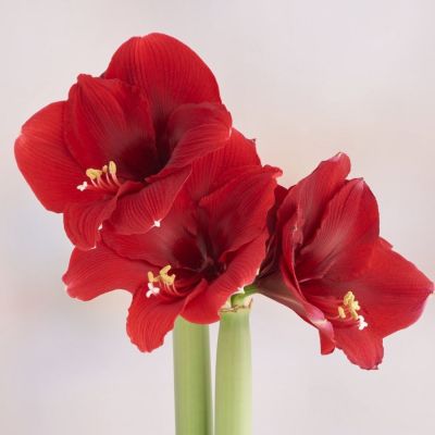 Амариллис Олаф - Dolina-Sad.Ru