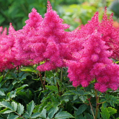 Астильба Арендса Анита Пфейфер , C2 Астильба Арендса Анита Пфейфер , C2 фото