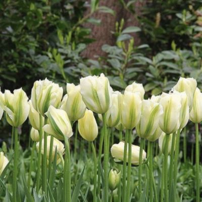 Тюльпан Спринг Грин - Dolina-Sad.Ru