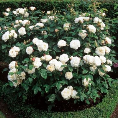 Роза Каседрал Венчестер Роза Каседрал Венчестер фото