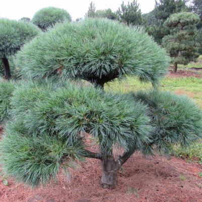 Сосна веймутова Реинхаус Сосна веймутова Реинхаус - Dolina-Sad.Ru