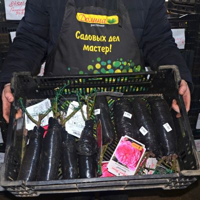 Роза Баронесса Роза Баронесса фото