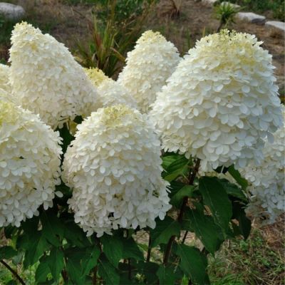 Гортензия метельчатая Фантом, С2 - Dolina-Sad.Ru