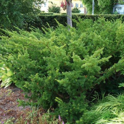 Тис средний Грин Маунтин Тис средний Грин Маунтин - Dolina-Sad.Ru