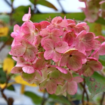 Гортензия метельчатая Тиклд Пинк, С2 Гортензия метельчатая Тиклд Пинк, С2 - Dolina-Sad.Ru