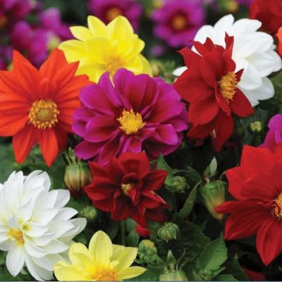 Георгина Махровая смесь окрасок Георгина Махровая смесь окрасок фото