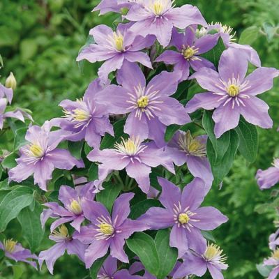 Клематис Юста Клематис Юста - Dolina-Sad.Ru
