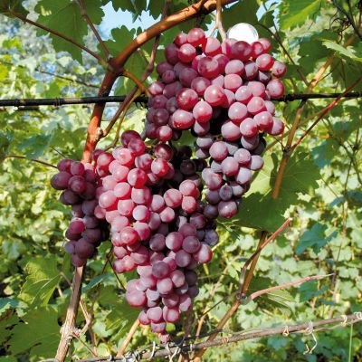 Виноград Кишмиш Аксайский Виноград Кишмиш Аксайский фото