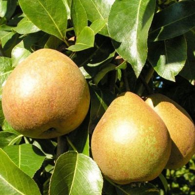 Комплект Груш(Белорусская поздняя+Дюшес) Комплект Груш(Белорусская поздняя+Дюшес) фото