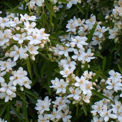 Гортензия метельчатая Левана, С2 - Dolina-Sad.Ru