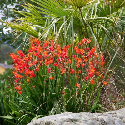 Крокосмия Кармин Бриллиант Крокосмия Кармин Бриллиант - Dolina-Sad.Ru