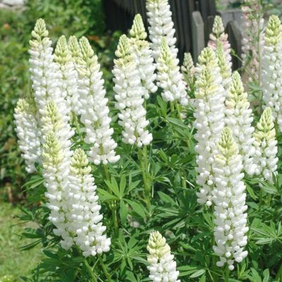 Люпин Вайт Шайдес Люпин Вайт Шайдес - Dolina-Sad.Ru